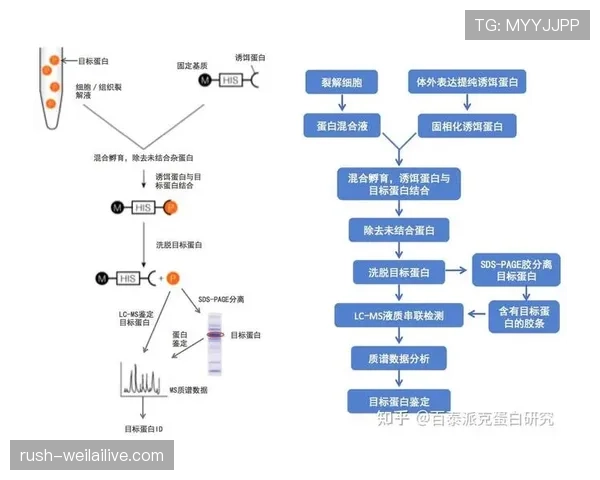 深入解析篮球规则：八秒违例的定义、判定标准与影响
